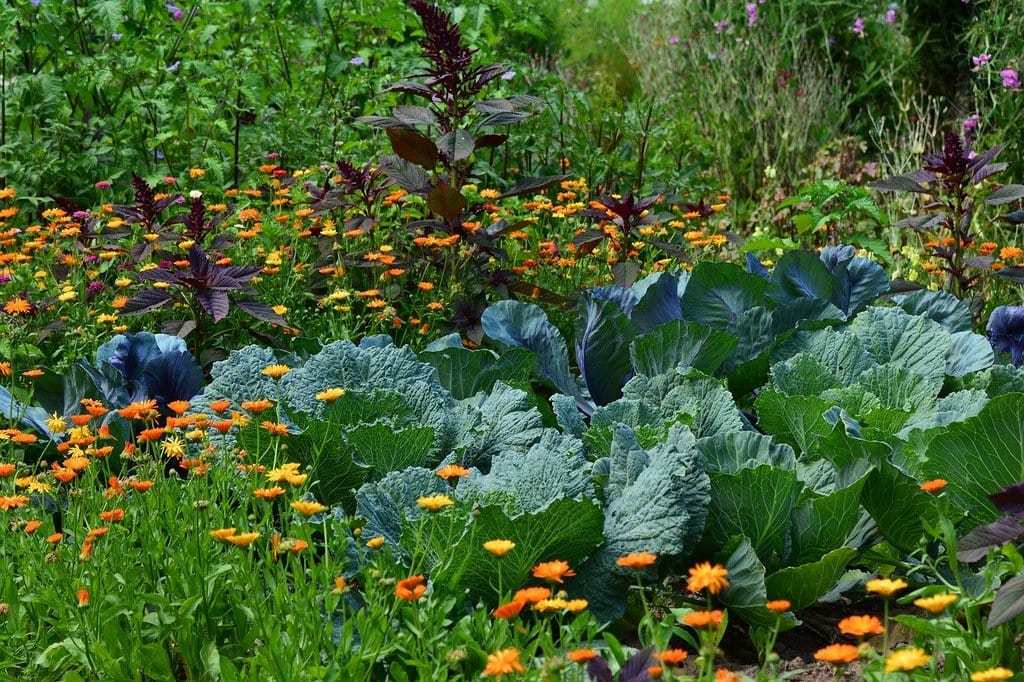 Les bienfaits de la permaculture pour la biodiversité